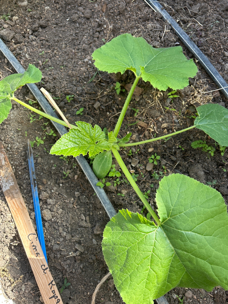 On peut voir un jeune plant de courgette avec de grandes feuilles vertes et un petit fruit en croissance. La plante pousse dans un parterre de terre sombre.