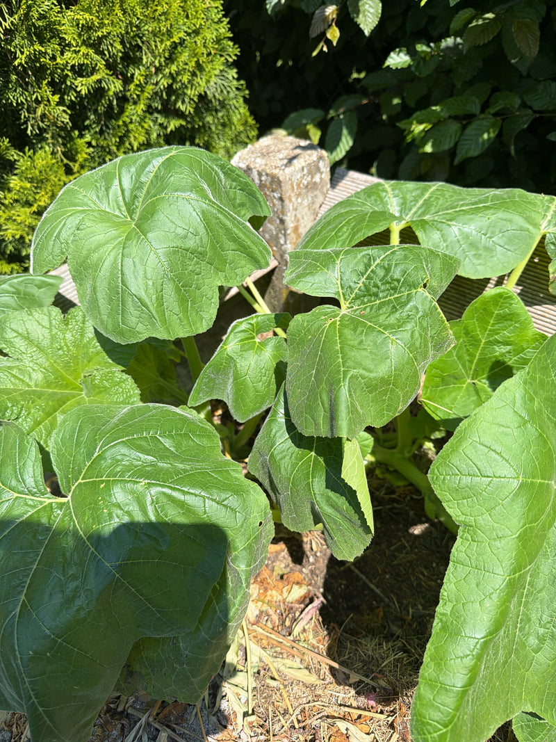 La photo montre les grandes feuilles vertes d'un plant de courgette en croissance dans un parterre de jardin. La structure caractéristique des feuilles est b...
