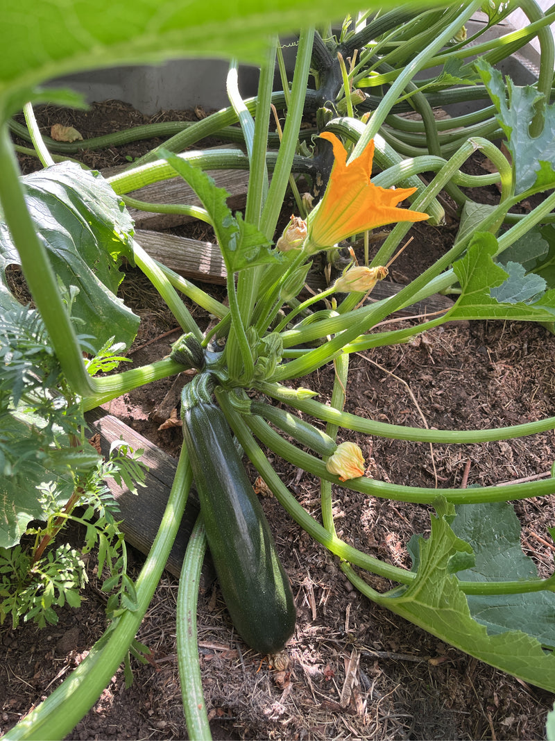 Un plant de courgette pousse sur la terre, portant un fruit vert foncé et une fleur jaune. Les longues tiges et les grandes feuilles s'étalent sur le sol.