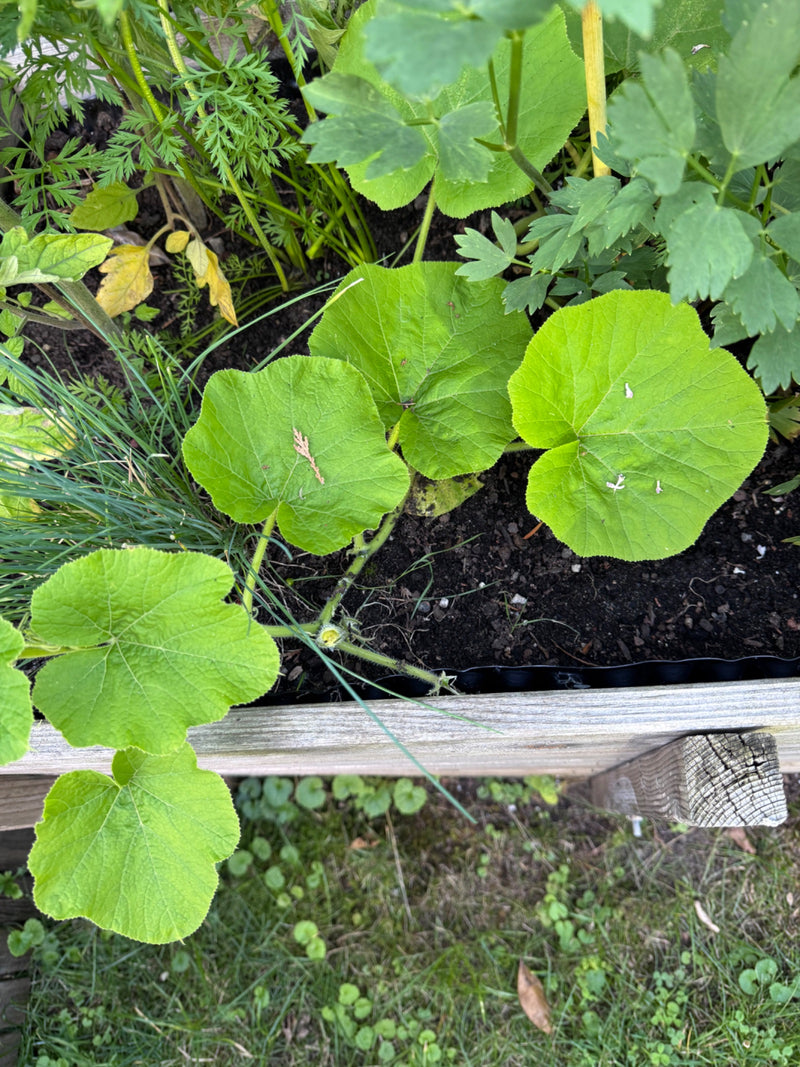 On peut voir un jeune plant de courgette avec plusieurs grandes feuilles vertes. Il pousse dans la terre sombre d'un carré potager surélevé.