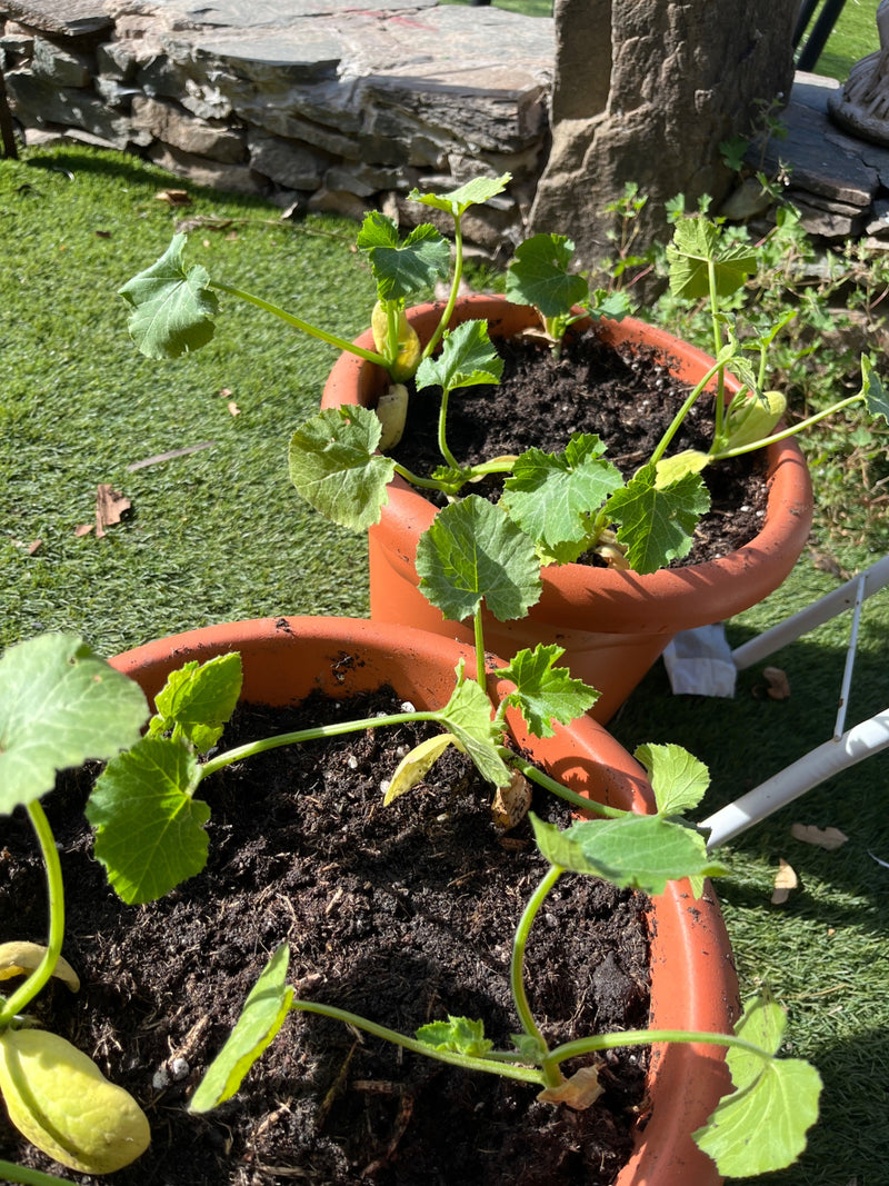 courgettes — Bild 1