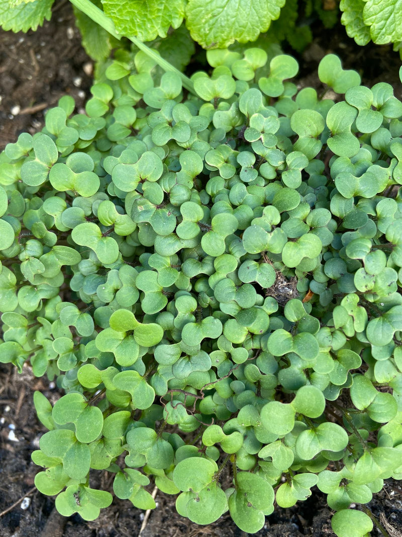 Cresson alénois — Bild 1