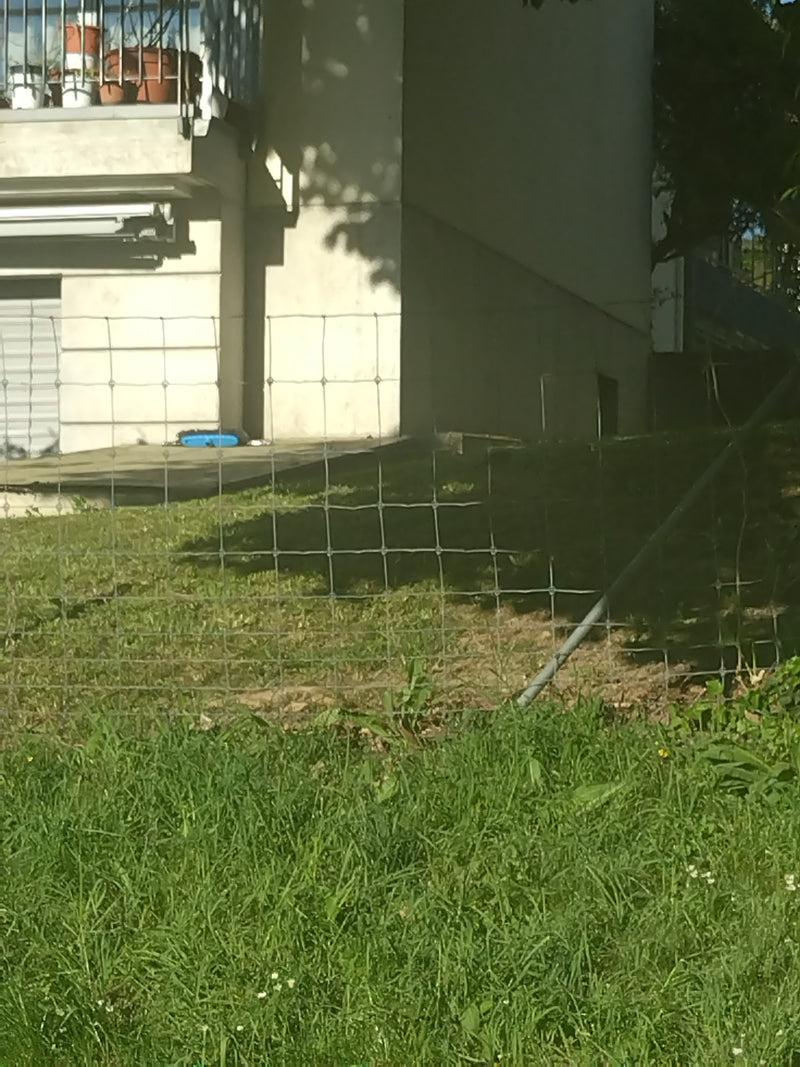Araignée de jardin — Bild 1