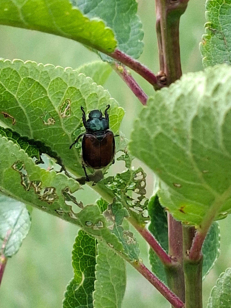 Un jardinier s'accroche à une feuille verte présentant des traces de morsures visibles. L'insecte est bien reconnaissable sur fond de végétation naturelle.
