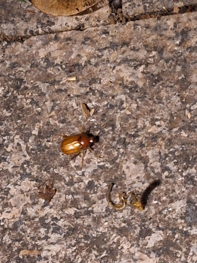 La photo montre un hanneton des jardins vu du dessus sur une surface en pierre. L'insecte est immobile sur le sol.