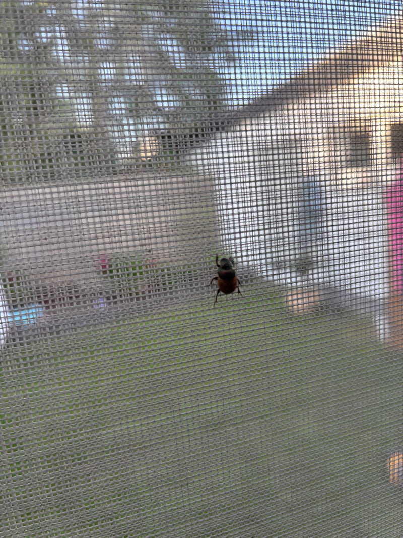 Un garden chafer (Phyllopertha horticola) est posé sur une moustiquaire claire devant une fenêtre. Un jardin est flou en arrière-plan.