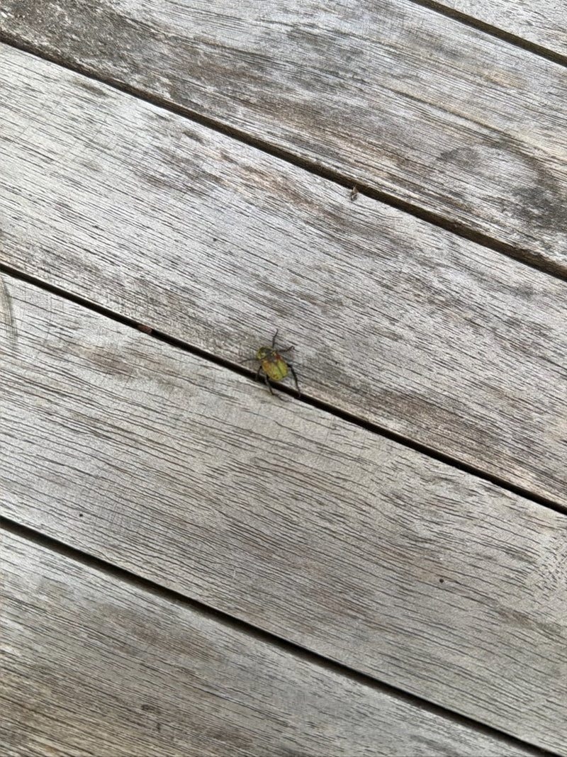 Un seul rutèle horticole est posé sur une surface en bois, vu du dessus. L'insecte est clairement reconnaissable.