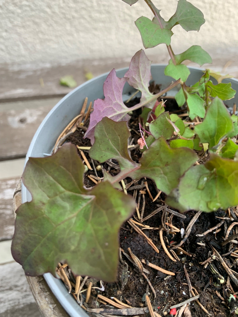 Verger de jardin — Bild 1
