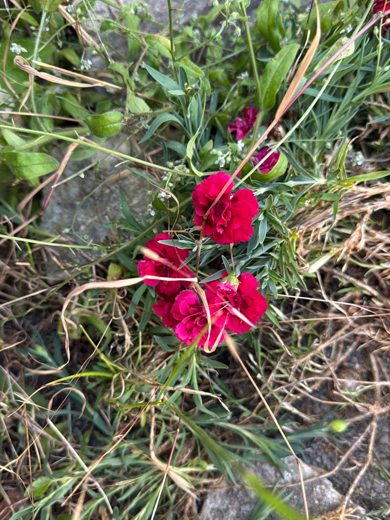 On peut voir un oeillet des jardins en fleurs avec des fleurs rose vif parmi l'herbe et les pierres. Les feuilles bleutées caractéristiques sont également vi...