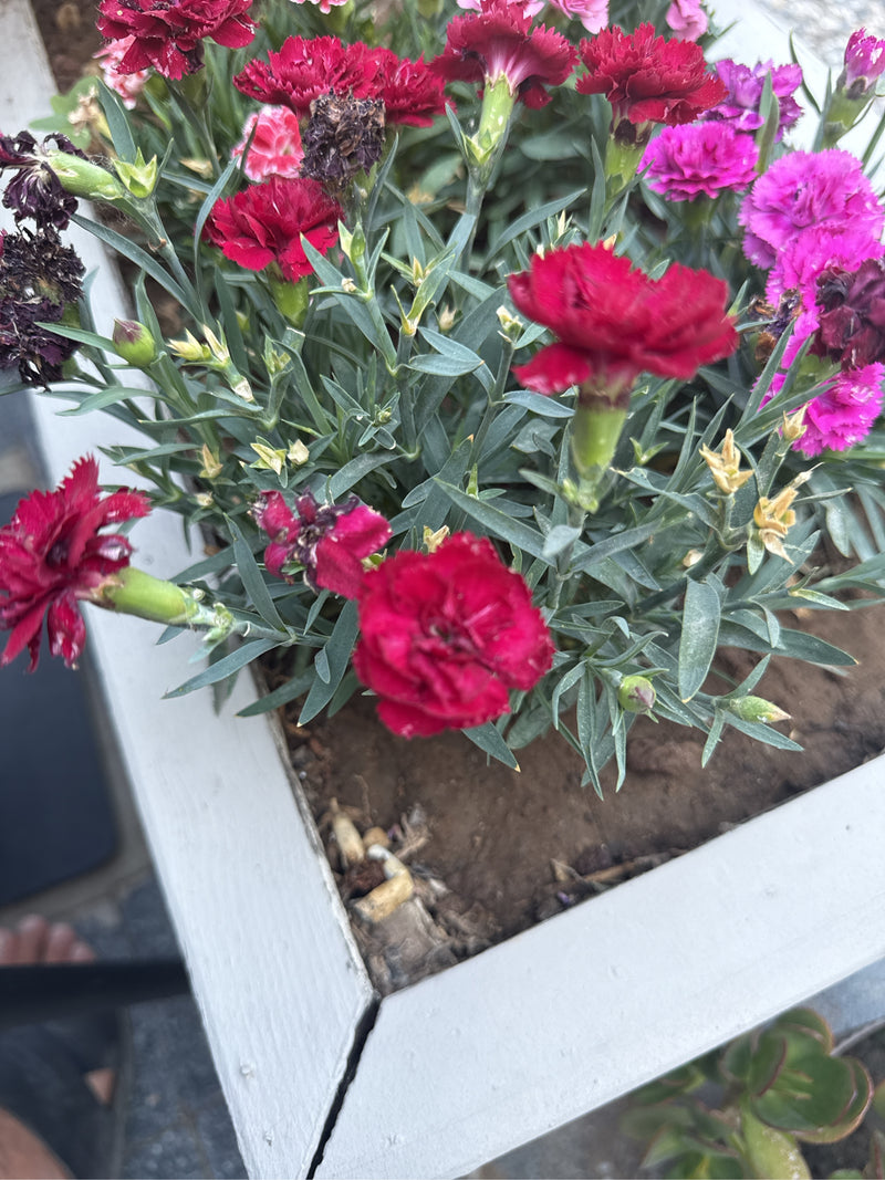 L'image montre des œillets de poète en fleurs avec des fleurs rouges et roses dans un parterre. Les feuilles étroites et les bourgeons typiques sont claireme...