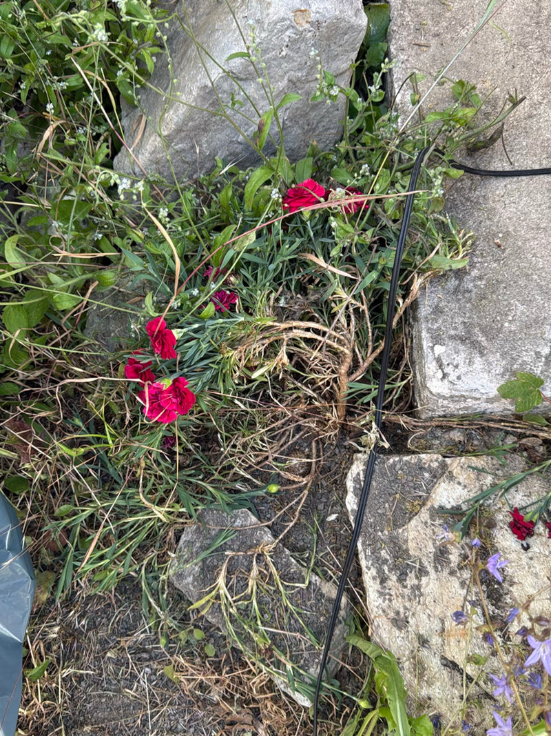 L'image montre un oeillet des jardins aux fleurs rouge vif. Il pousse dans un parterre entre des pierres et une végétation d'accompagnement.
