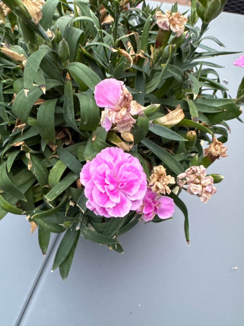 On peut voir un œillet des jardins avec des fleurs roses et des feuilles vertes étroites dans un pot. Certaines fleurs sont déjà fanées.