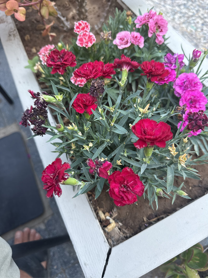 L'image montre plusieurs œillets de jardin en fleurs dans diverses nuances de rouge à rose dans une jardinière claire. Les plantes présentent leurs fleurs fr...