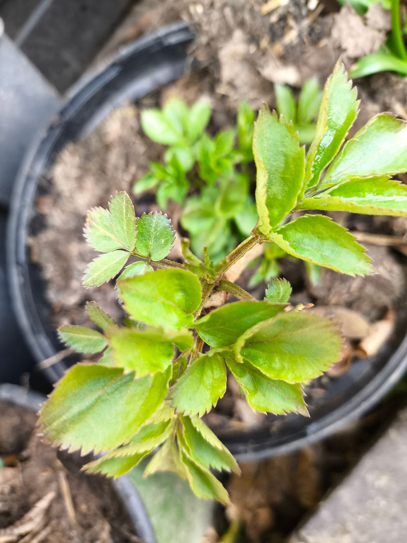 Rosier de jardin — Bild 1