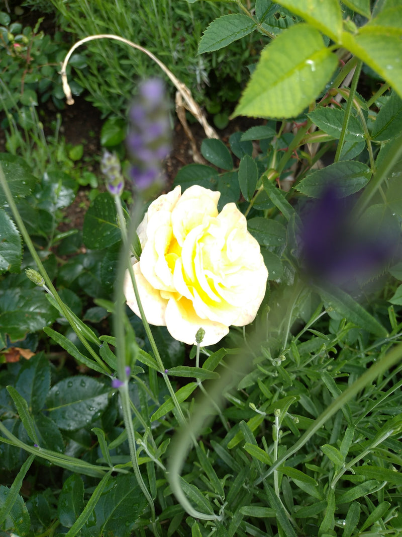 Au centre, une fleur jaune ouverte d'un rosier de jardin est visible, entourée de feuillage vert et de tiges de lavande. La photo est prise du dessus dans un...