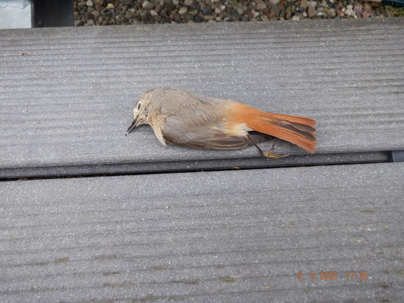 Rouge-queue — Bild 1