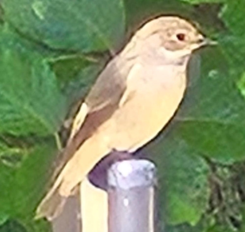 Un ruticyle phoenicure est posé sur un piquet mince devant une végétation verte. L'oiseau est bien visible et immobile.