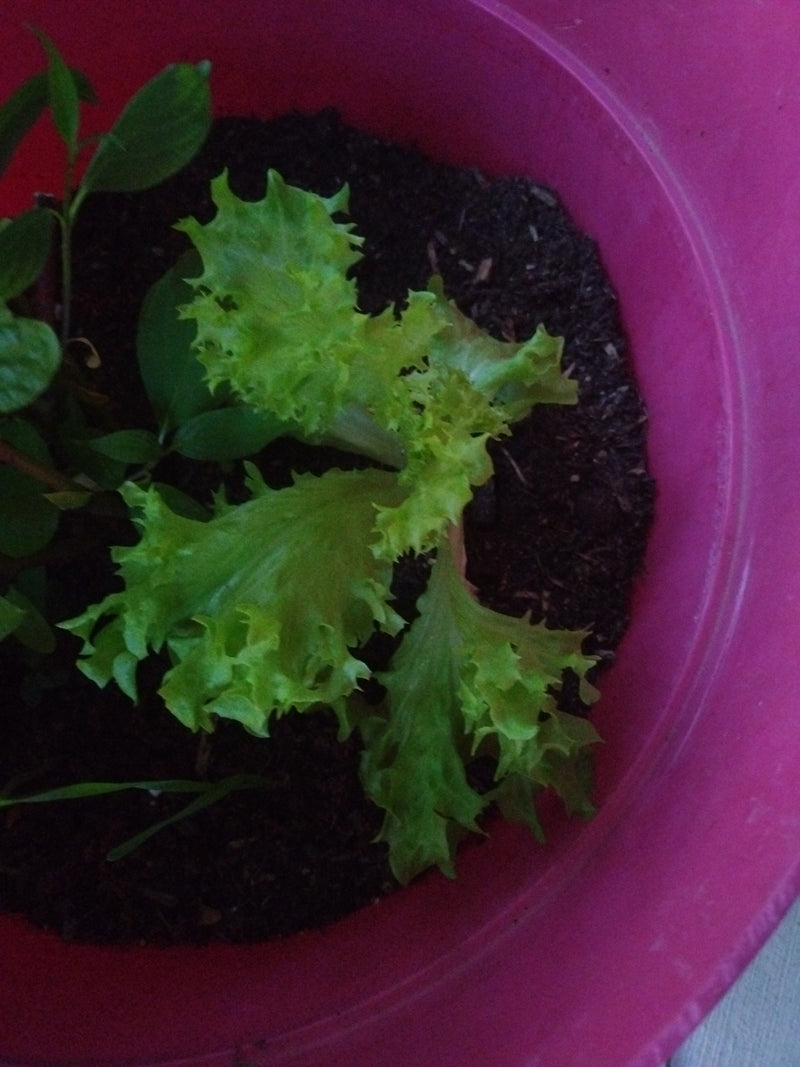 Salade du jardin — Bild 1