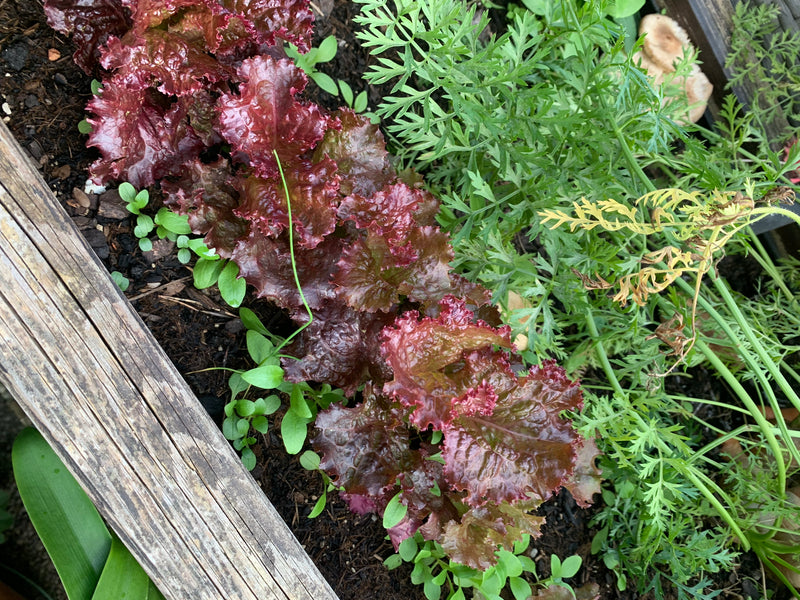 On peut voir une rangée de laitue rouge dans un carré potager, poussant à côté de fines feuilles de carotte et de petites herbes sauvages. Les feuilles légèr...