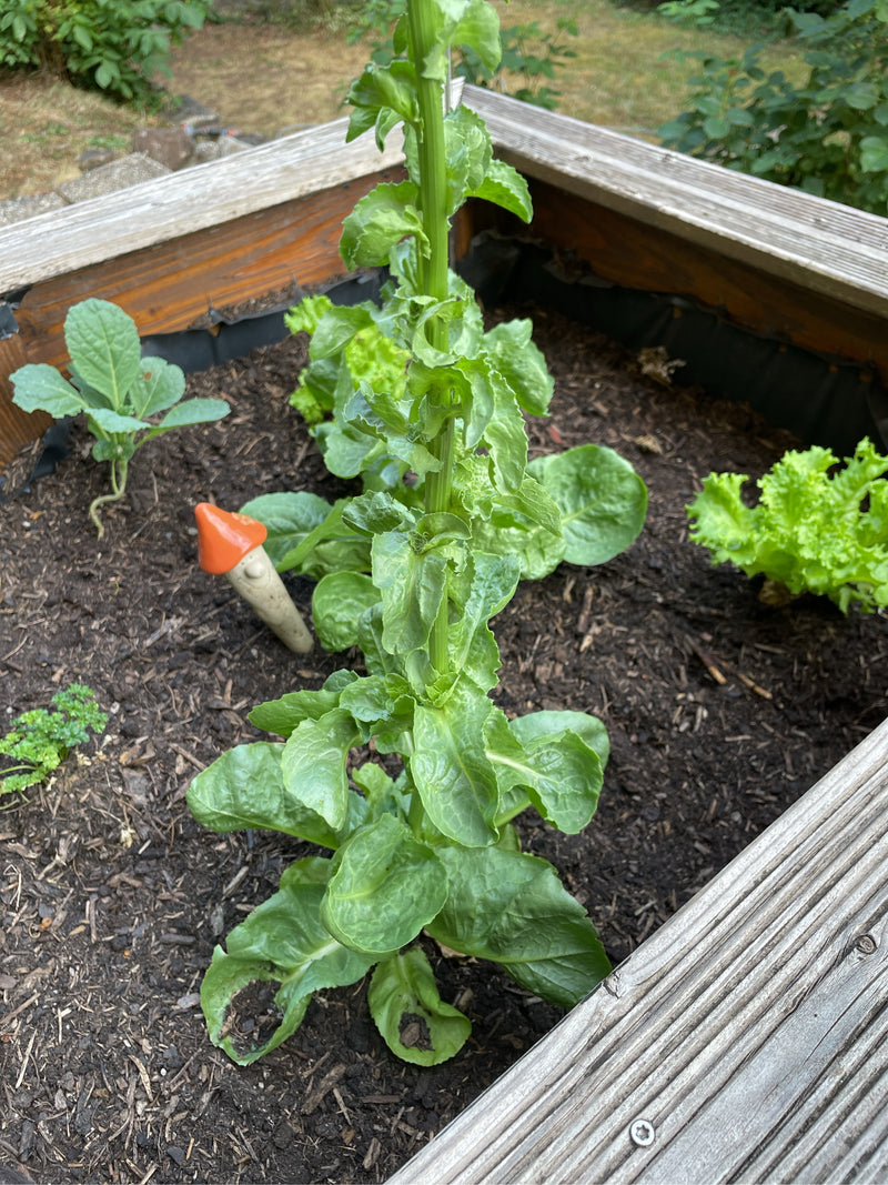 L'image montre une laitue de jardin haute qui pousse dans un carré potager en bois. La plante se trouve dans de la terre de jardin sombre.