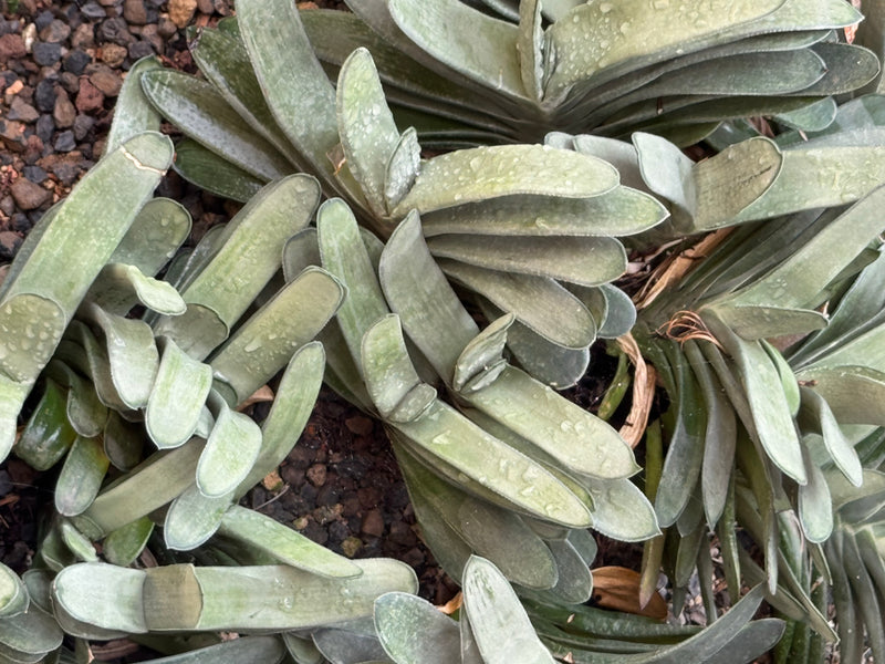 Vue de dessus de plusieurs plantes succulentes du genre Gasteria aux feuilles épaisses et distiques poussant sur un sol graveleux.