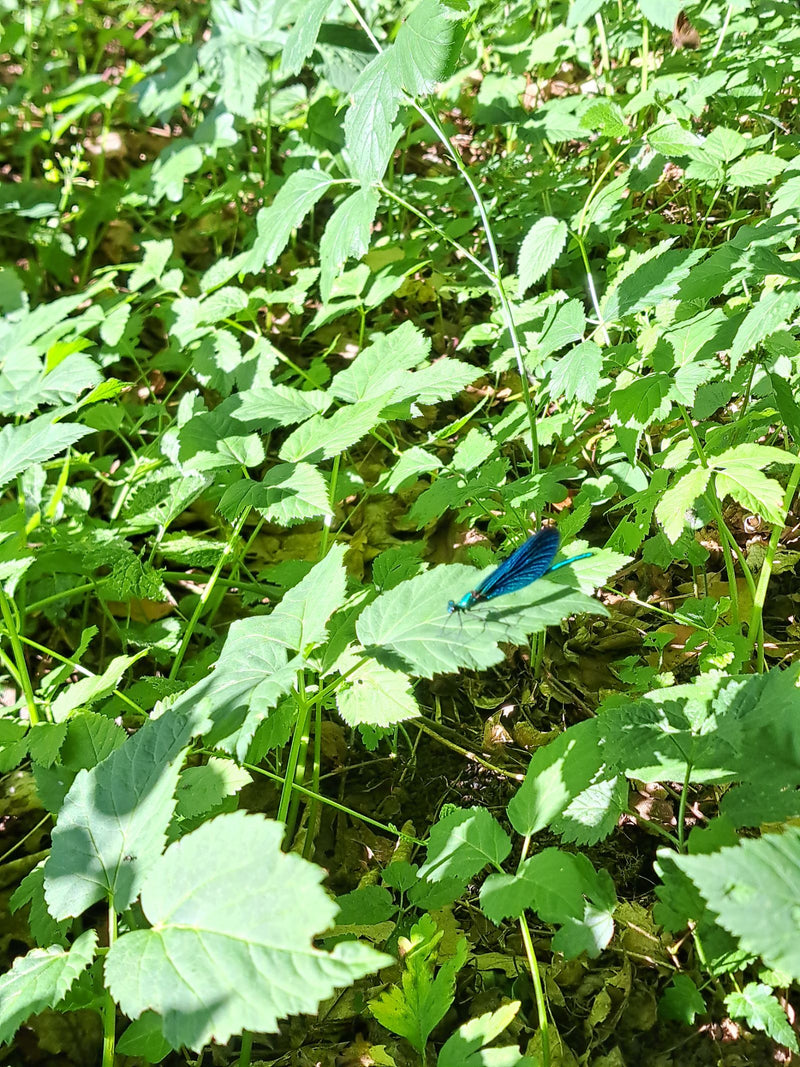 Demoiselle baguée — Bild 1