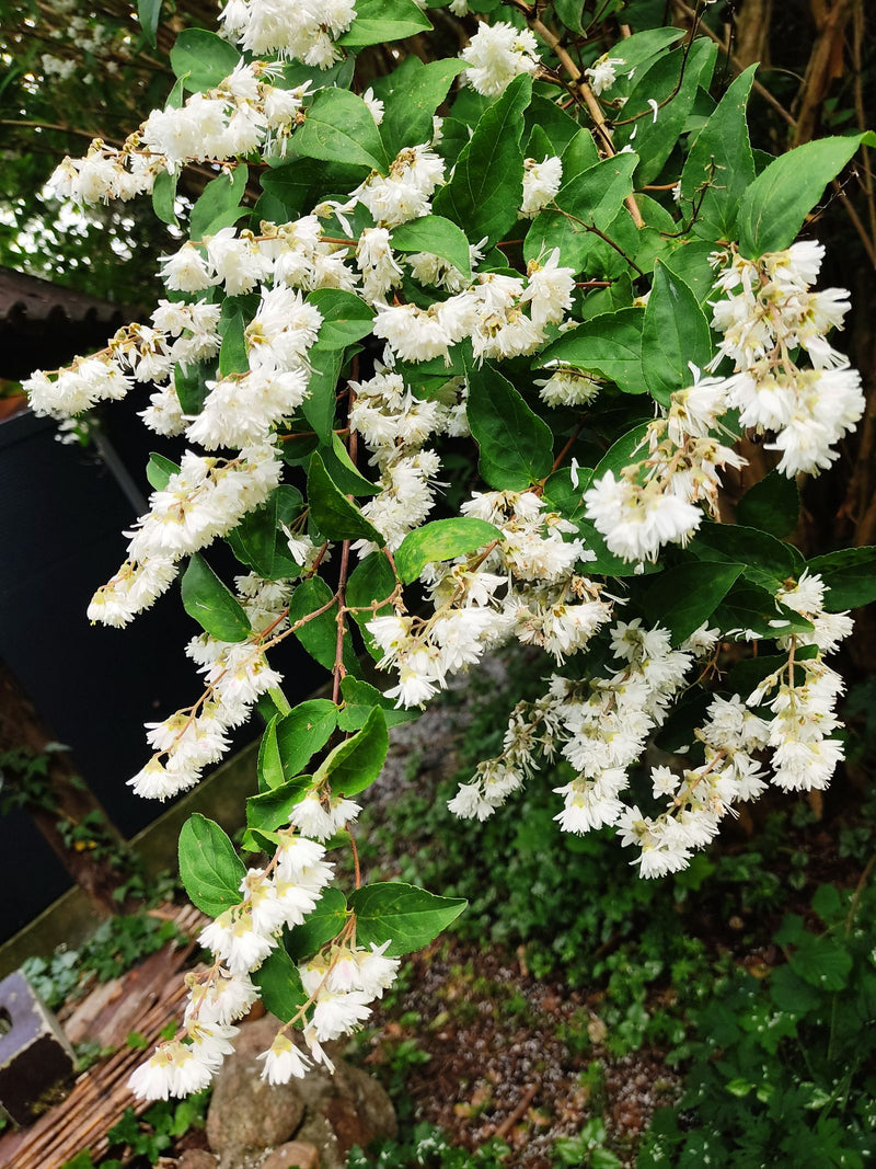 On aperçoit une branche fleurie de deutzie gracile aux nombreuses fleurs blanches et feuilles vertes. La plante se trouve dans un jardin.