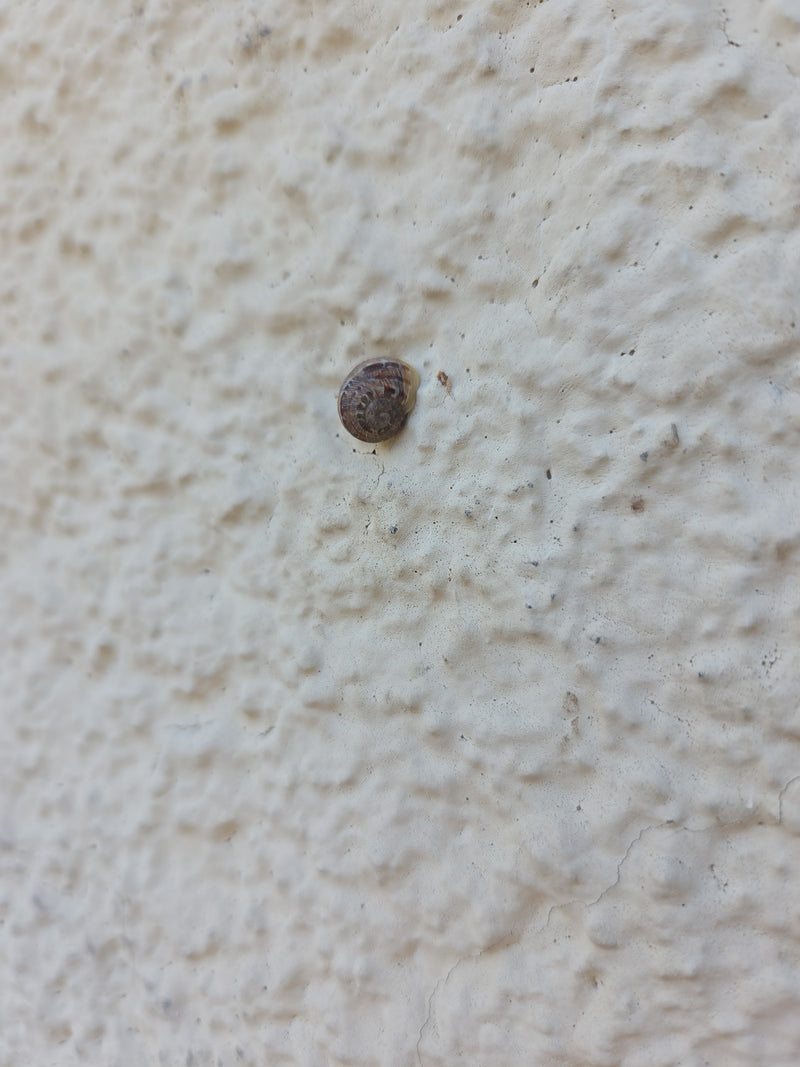 Escargot bol tacheté — Bild 1