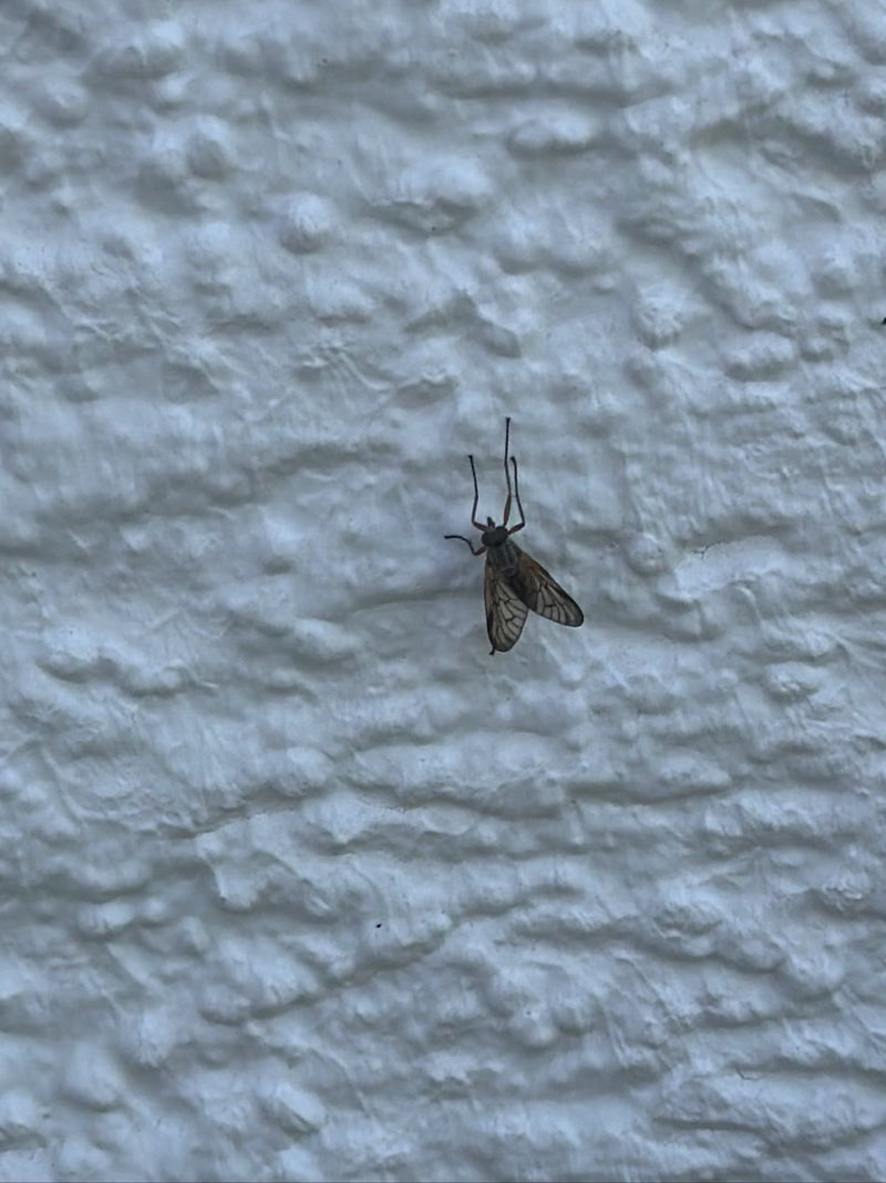 Mouche bécassine tachetée — Bild 1