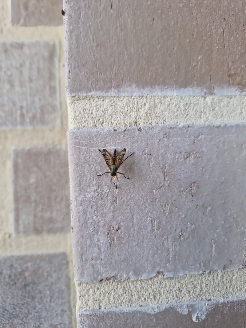 Une lompe tacheté est posée sur un mur de briques texturé. L'insecte est vu de dessus.