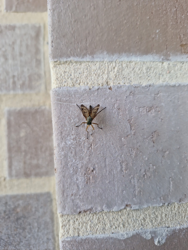 Une lompre commune est posée sur un mur de briques texturé. Le motif typique des ailes et la posture du corps sont bien visibles.
