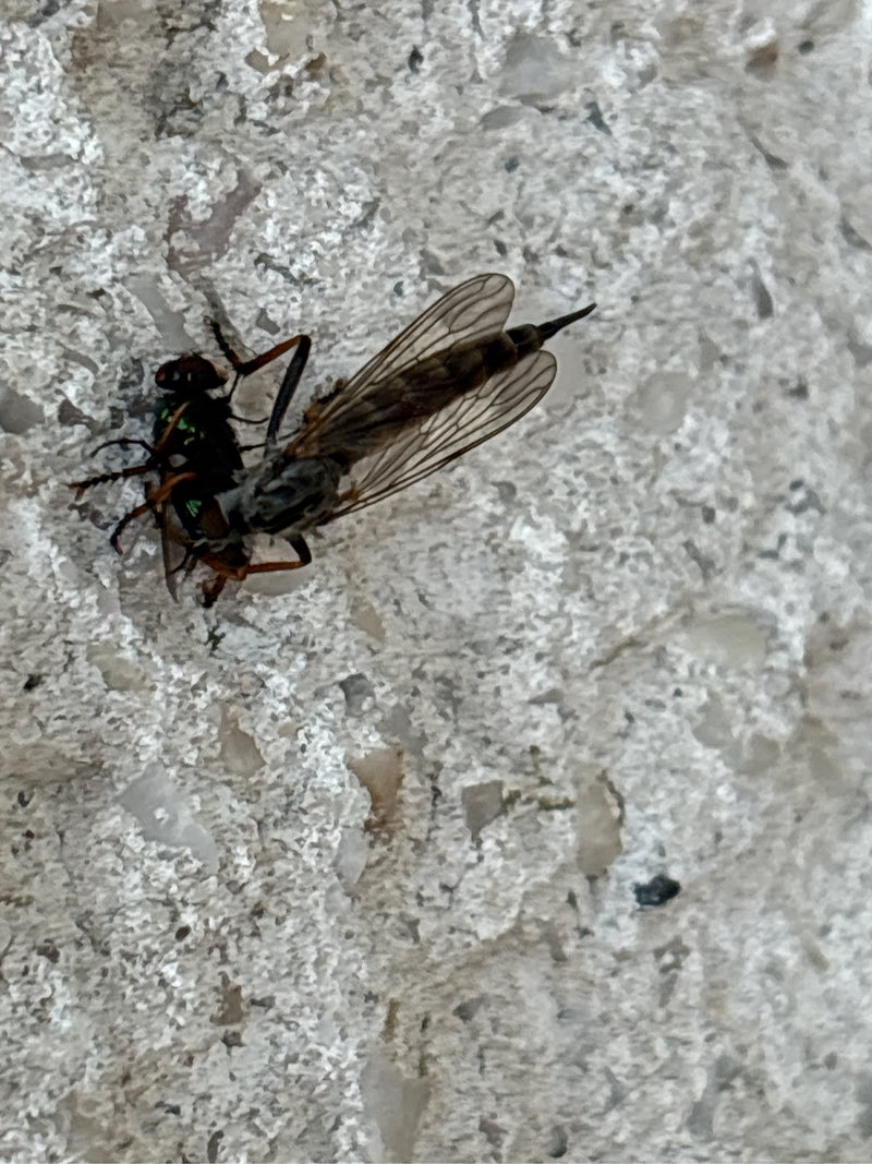 Une bécassine de mer se pose sur un mur clair et tient une autre mouche comme proie dans ses pattes. L'insecte est bien visible et montre un comportement pré...