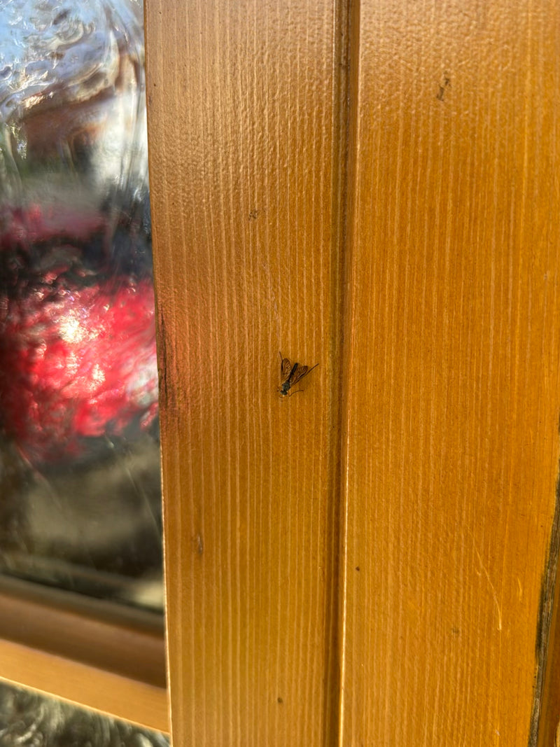 Une bécassine de mer se repose sur un cadre en bois vertical. La forme typique du corps et le dessin des ailes sont clairement visibles.
