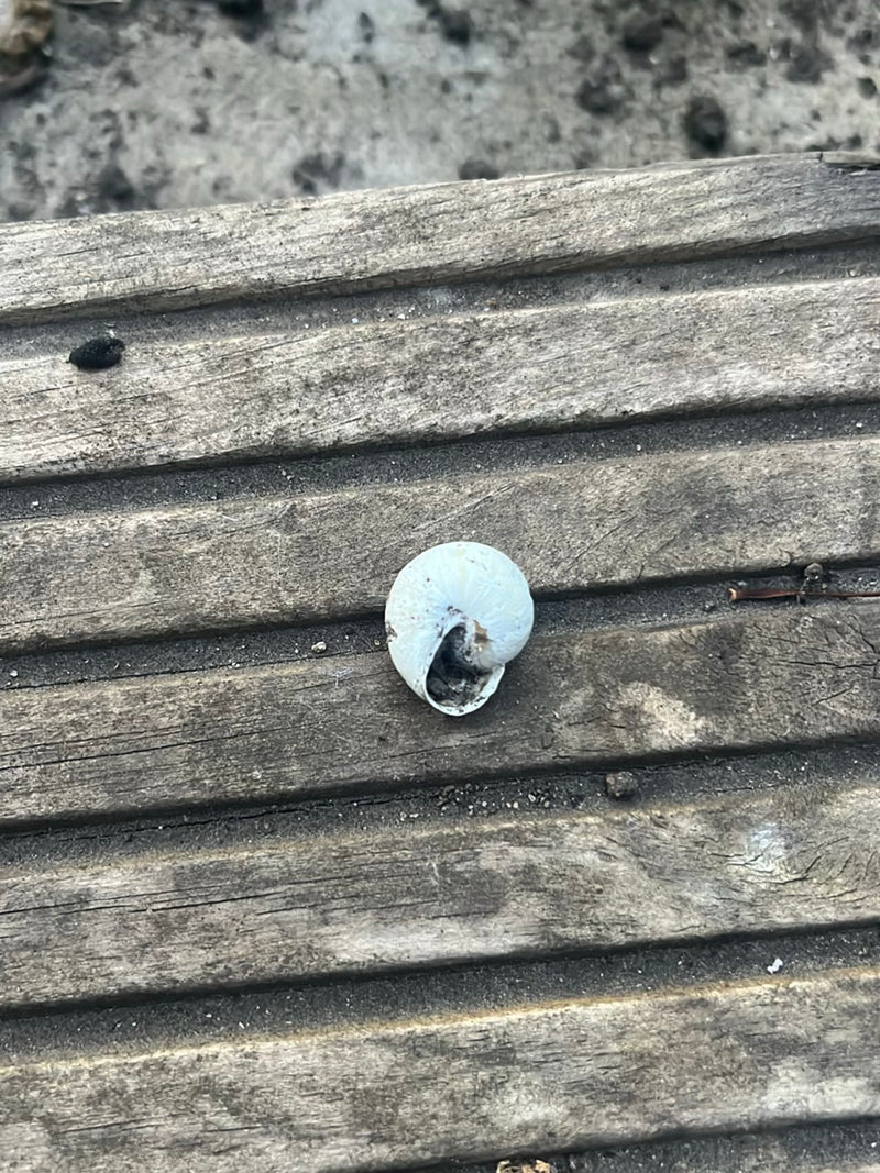 Escargot tacheté — Bild 2