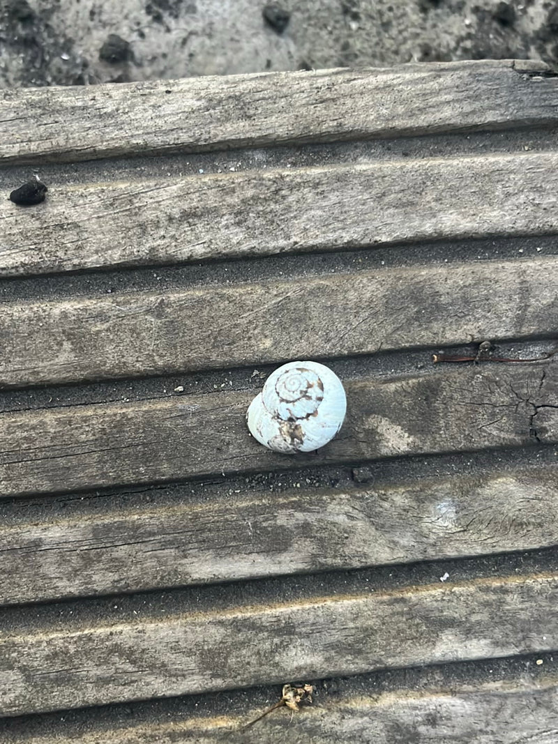 Escargot tacheté — Bild 1