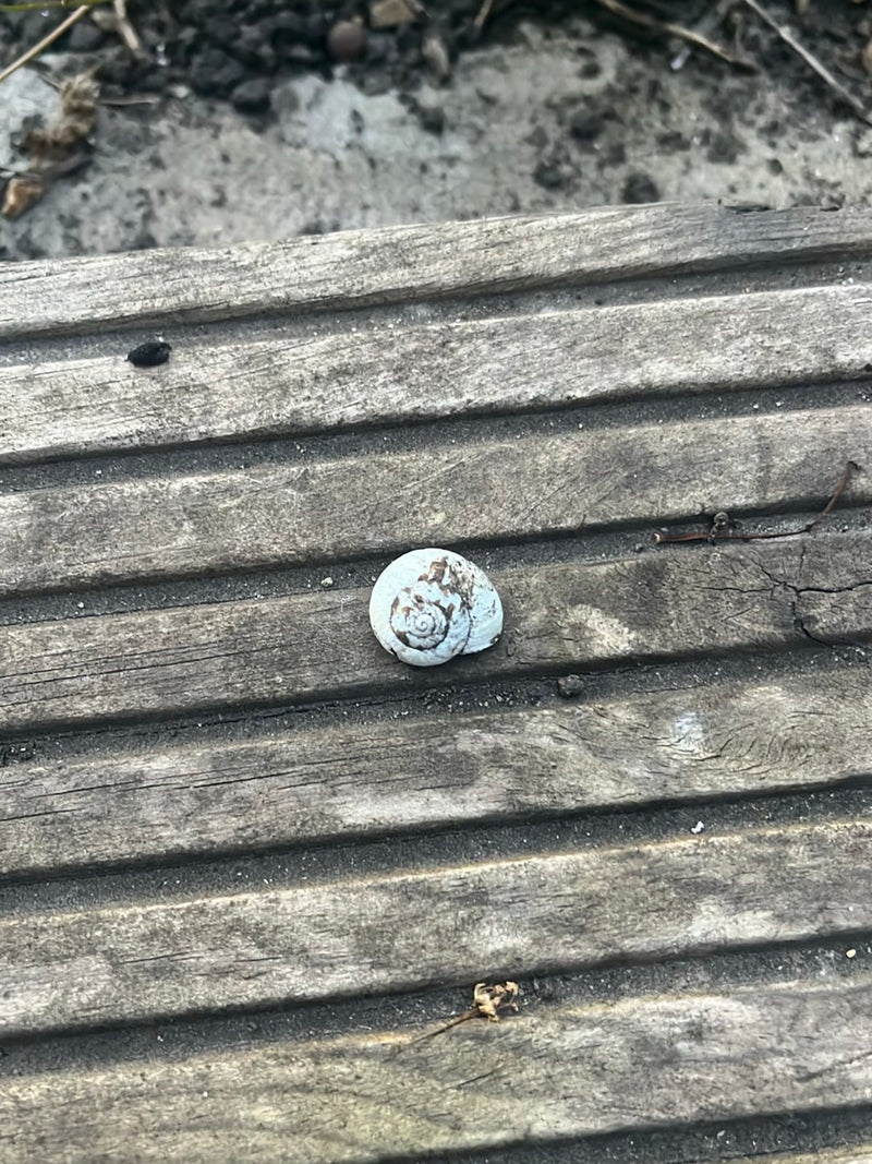 Escargot tacheté — Bild 3