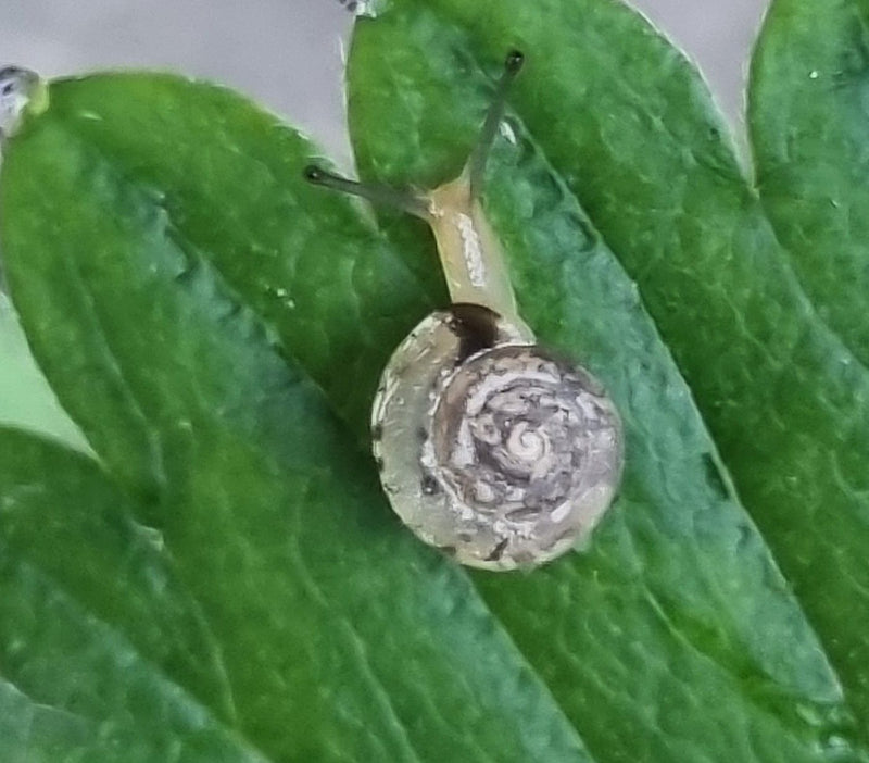 Escargot tacheté — Bild 4