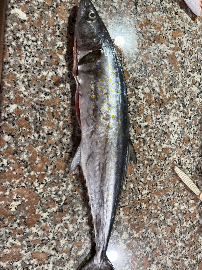 Gefleckte Spanische Makrele — photo 1 sur 1
