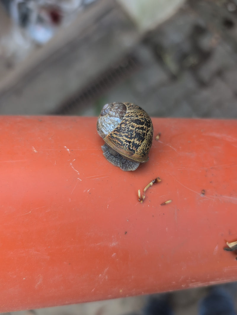 Escargot romain tacheté — Bild 1