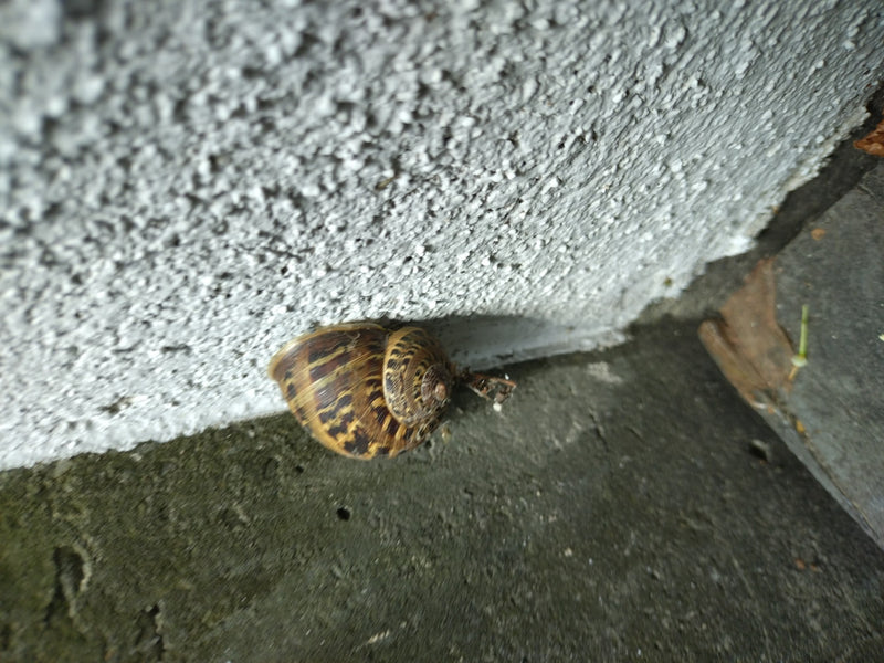 On aperçoit un petit-gris reposant sur le mur clair d'une maison. Sa coquille aux motifs caractéristiques est bien visible.