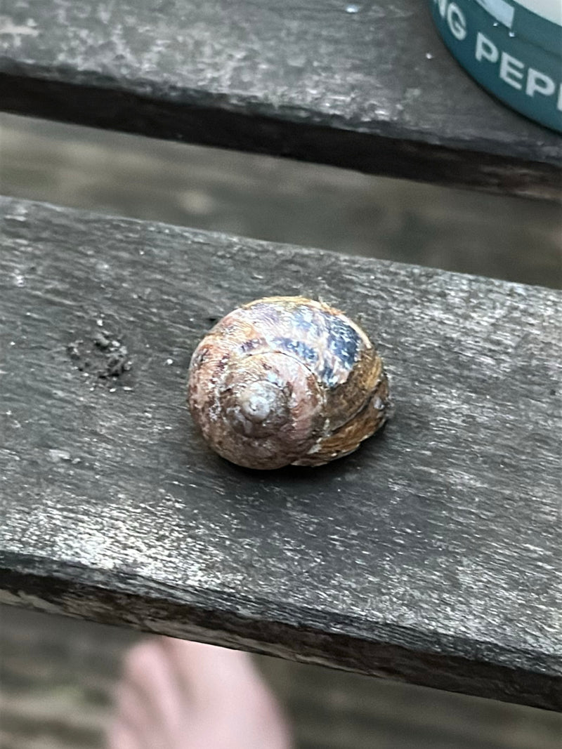 On aperçoit la coquille d'un petit-gris posée sur une surface en bois. Le motif caractéristique de la coquille est bien reconnaissable.