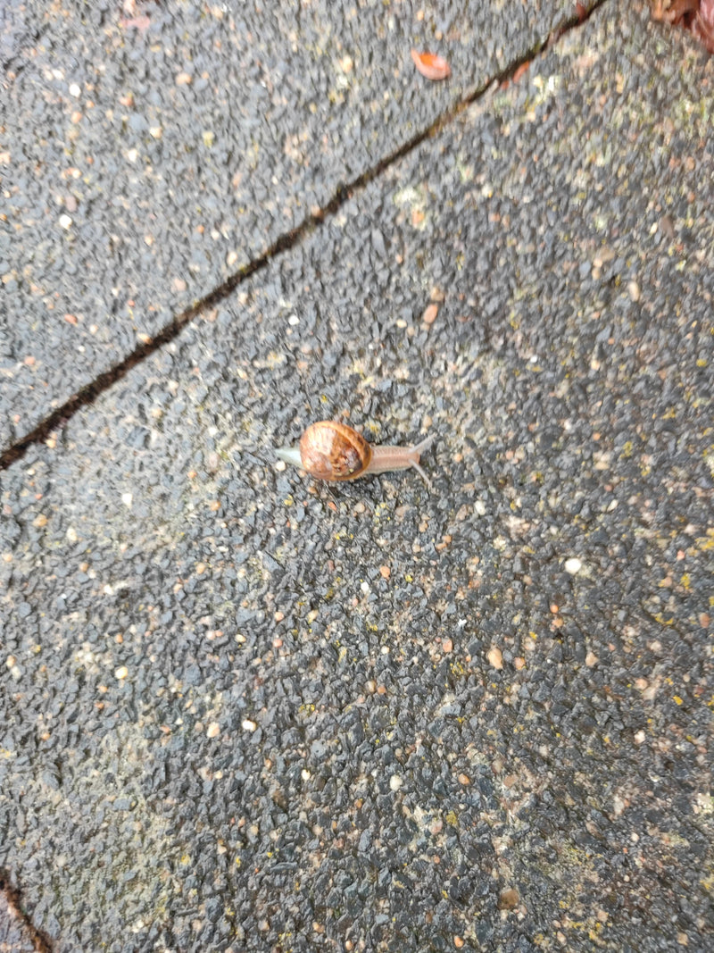 Un petit-gris rampe lentement sur une surface d'asphalte mouillée. La coquille est brune avec des taches et des bandes sombres caractéristiques.