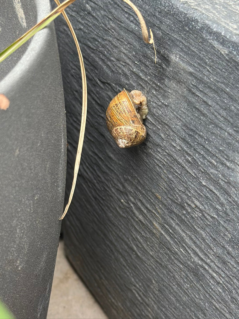 Un petit-gris est accroché à un mur sombre et texturé. La coquille aux motifs typiques est bien visible.