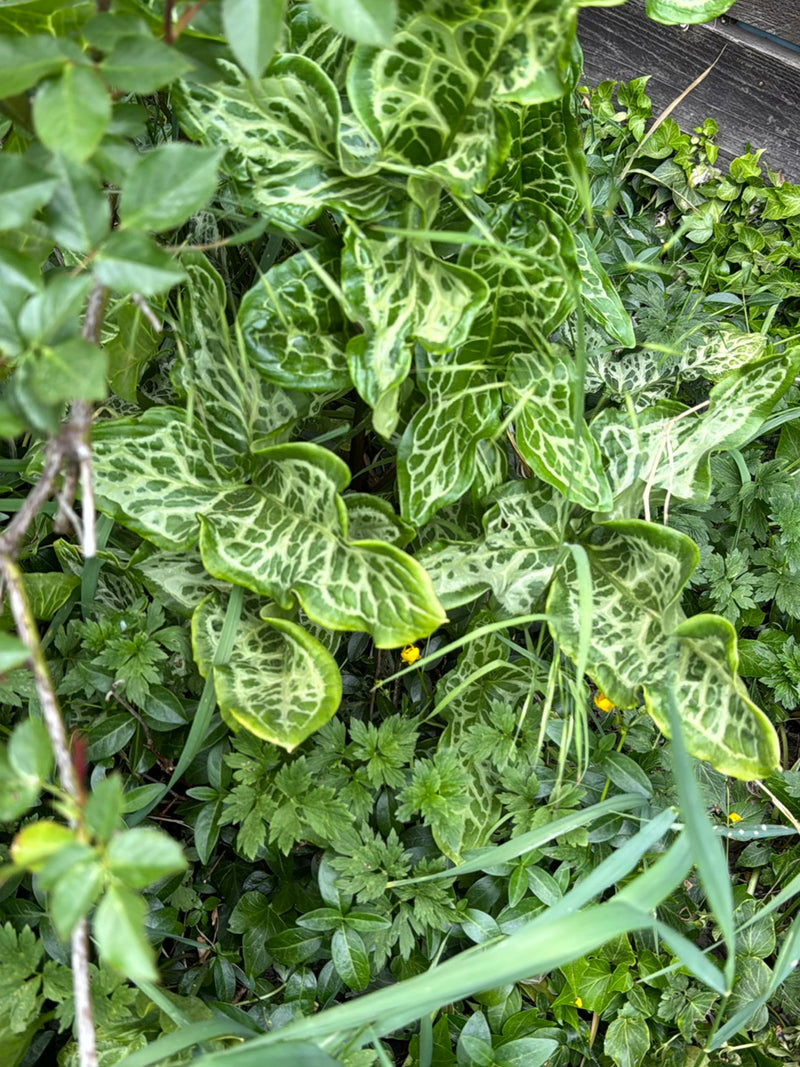 Arum tacheté — Bild 1