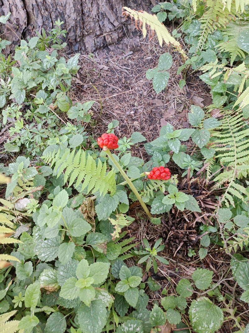 L'image montre deux inflorescences fructifères rouges et frappantes du gouet tacheté sur le sol de la forêt. Elles poussent entourées de sous-bois vert et de...