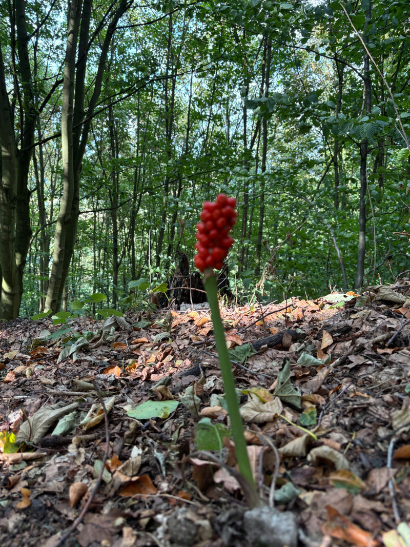 L'infrutescence rouge du gouet tacheté est visible sur un sol forestier recouvert de feuilles. Des arbres denses se dressent à l'arrière-plan.