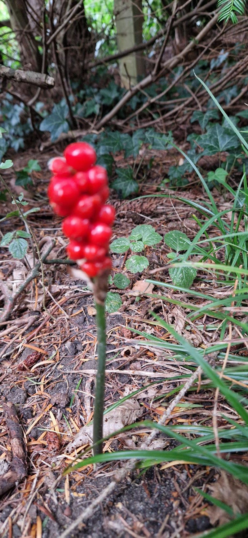 On peut voir l'infrutescence rouge vif caractéristique du gouet tacheté sur une tige verte. Elle pousse sur un sol forestier couvert d'aiguilles et de feuilles.