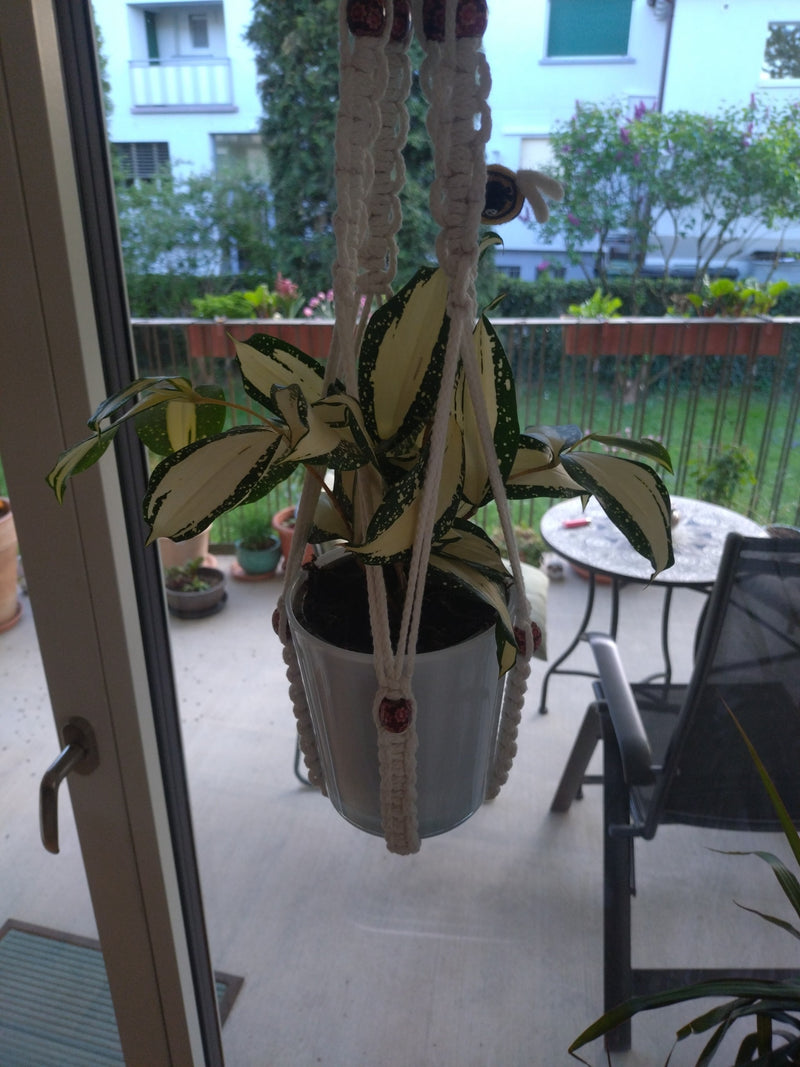 Dragonnier tacheté — Bild 1