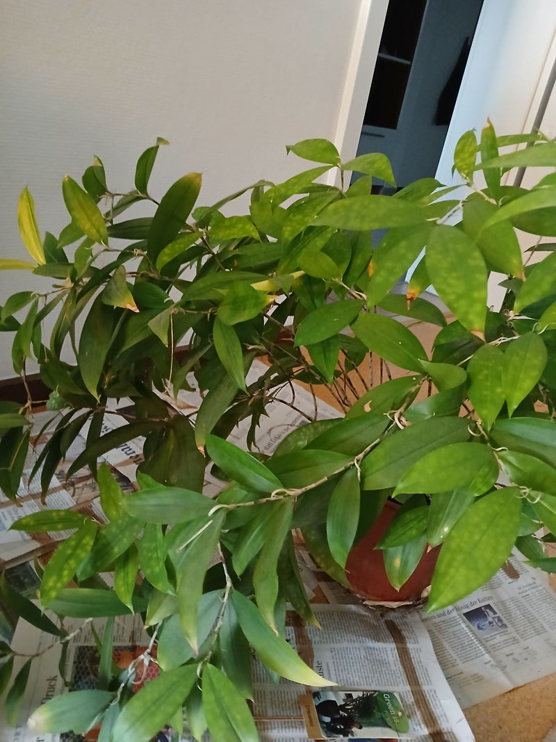 L'image montre un dragonnier surculosa (Dracaena surculosa) dans un pot de fleurs. La plante est placée sur du papier journal étalé à l'intérieur et présente...