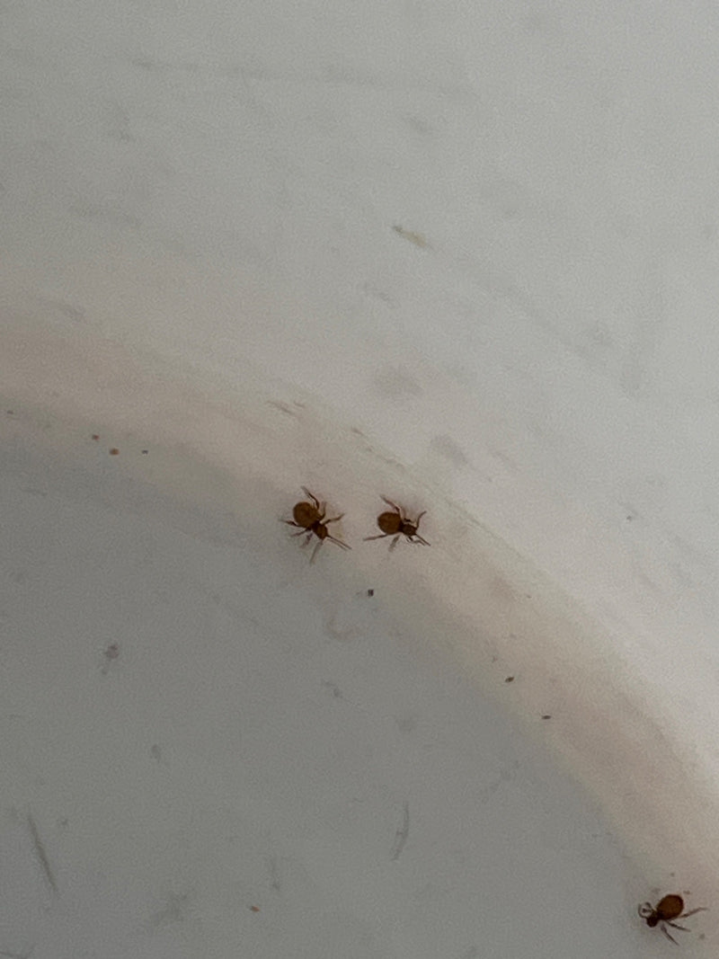 Trois globigères sont visibles sur un fond clair et lisse. Ils reposent tranquillement vus du dessus.